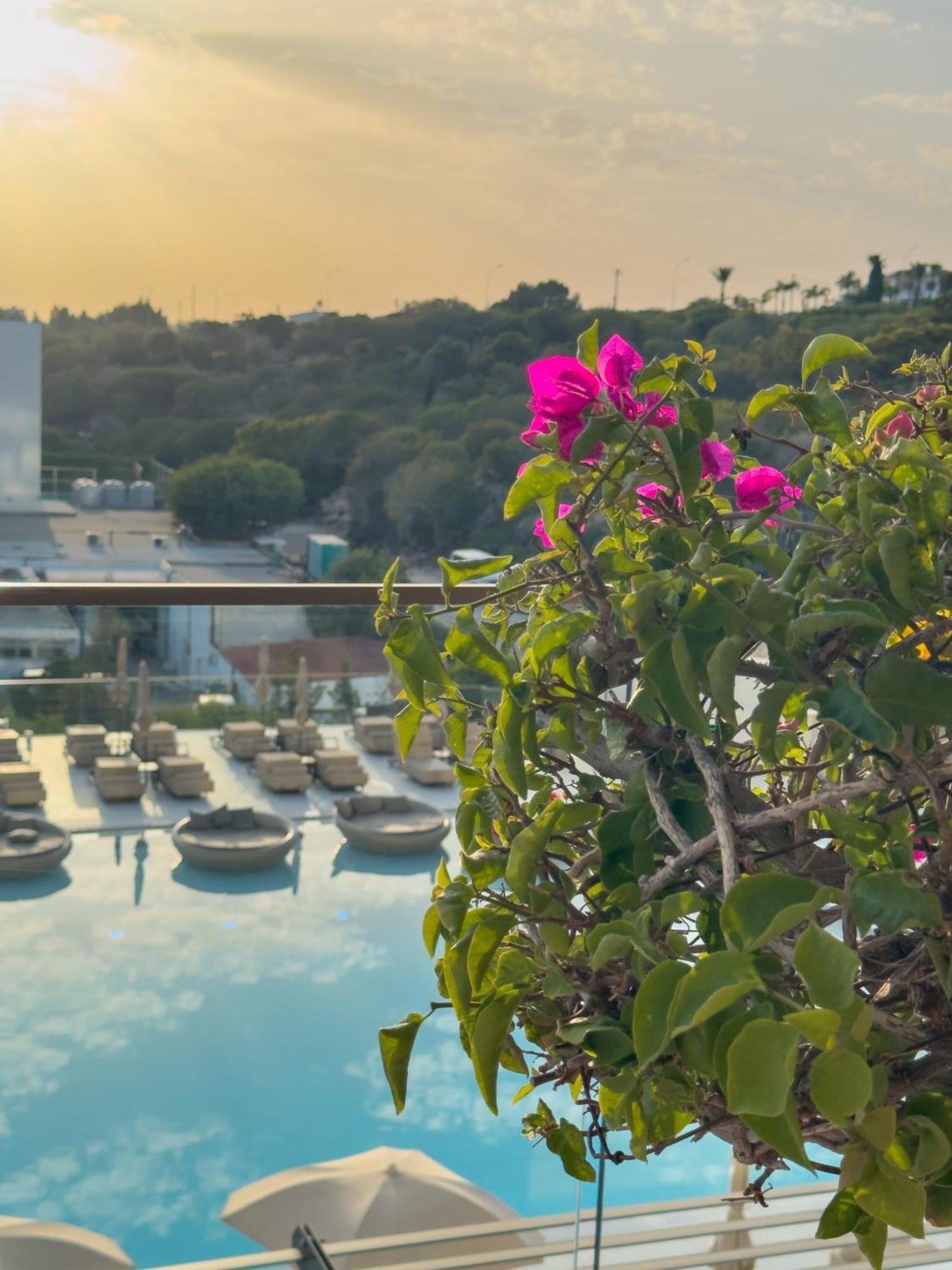 Amarande (Adults Only) Agia Napa Exterior foto Bougainvillea